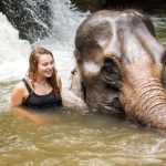 elephant sanctuary