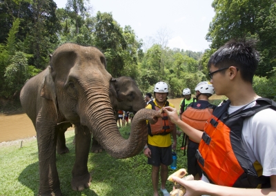 8Adventures Multi Day School Trip Ethical Elephant Experience Chiang Mai Field Trip