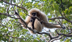 A picture of wild gibbon spotted in the jungle of Chiang Mai. -8Adventures