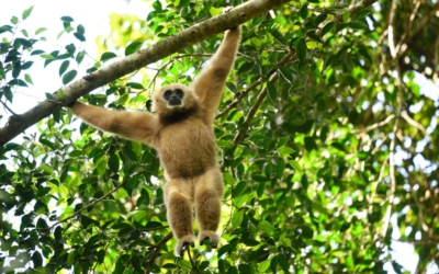 Gibbons spotted in Doi Inthanon National Park