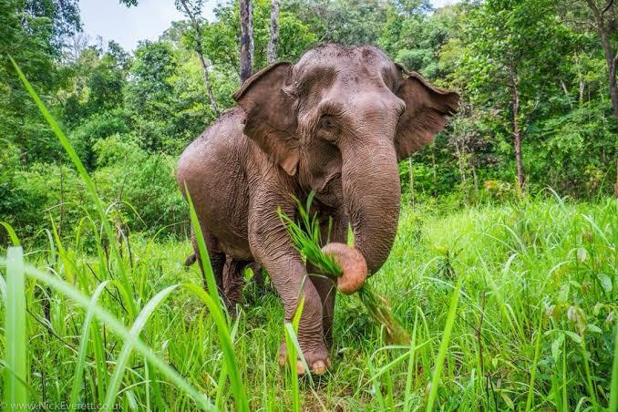 Elephants, giants of the Thai jungle